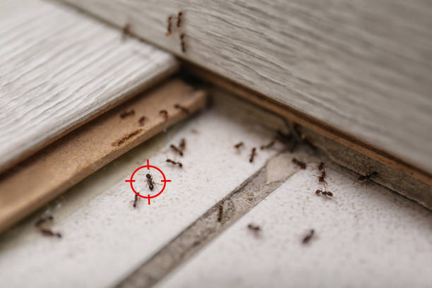 Best Insect Control  in Redstone Arsen, AL